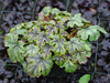 uraweczka Heucherella 'Tapestry'